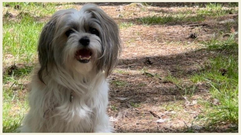 Hund mit langen Haaren