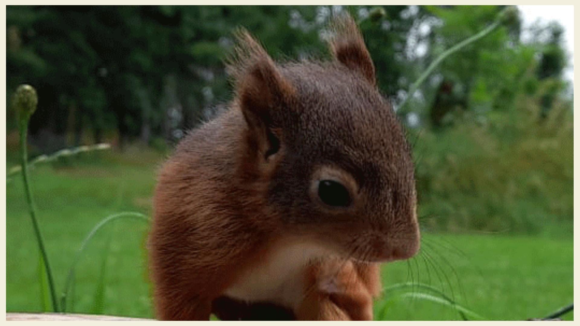 Squirly das Eichhörnchen